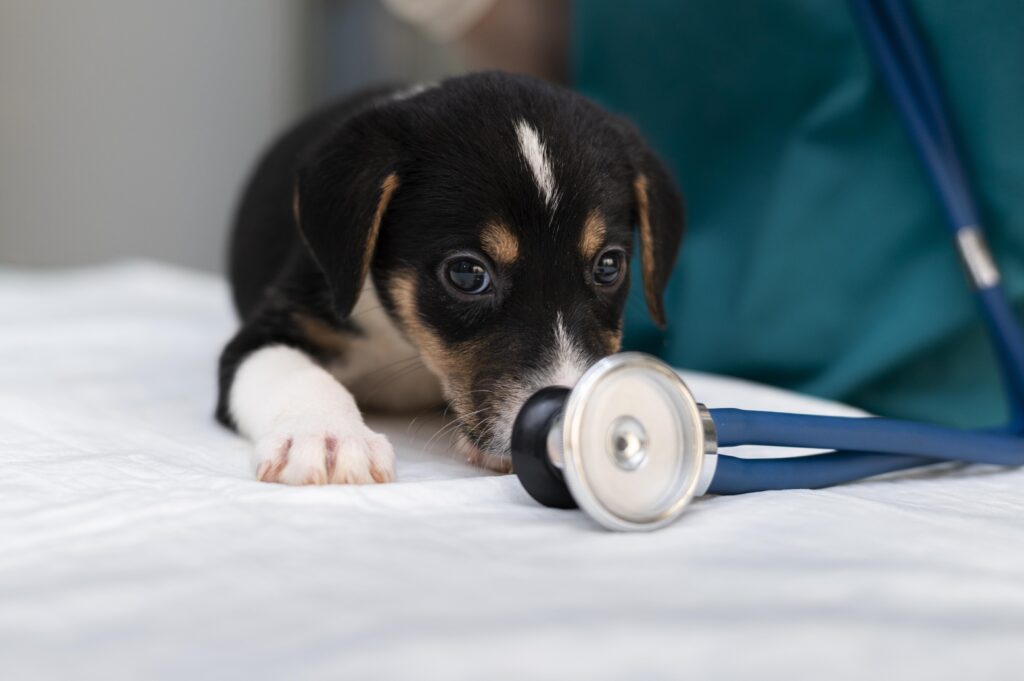 Conheça as principais doenças comuns em cachorros.
