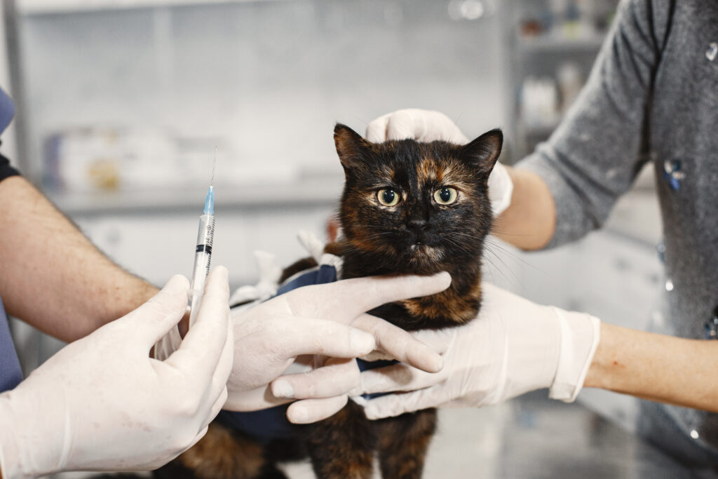 Conheça as principais doenças em gatos!