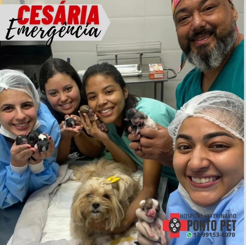 Entenda tudo com o guia da cirurgia veterinária do Ponto Pet!