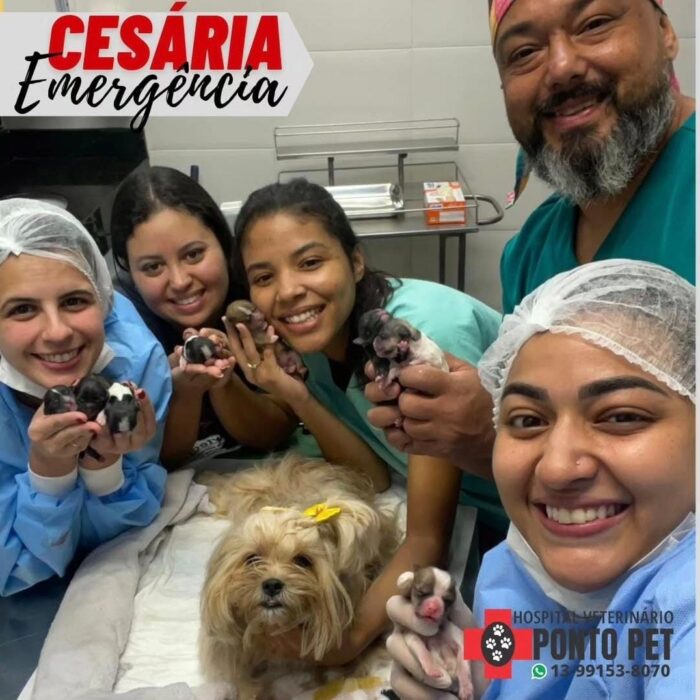 Entenda tudo com o guia da cirurgia veterinária do Ponto Pet!