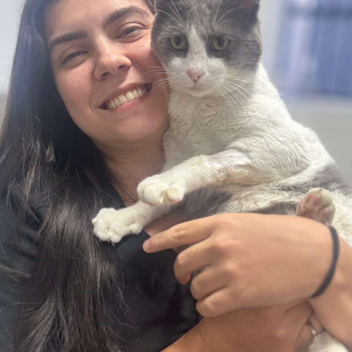 Como cuidar de gatos