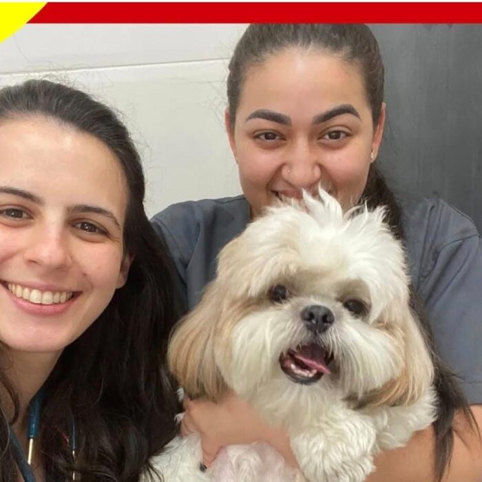 Entenda mais sobre a importância da acupuntura veterinária!