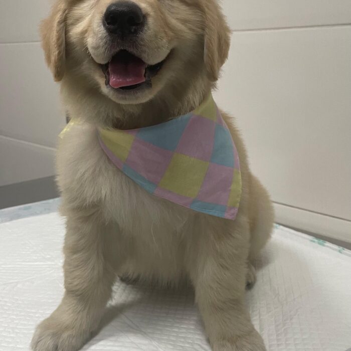 Doenças Autoimunes em Pets