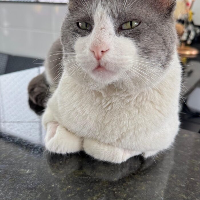 Distúrbios endócrinos em cães: sintomas, diagnóstico e cuidados