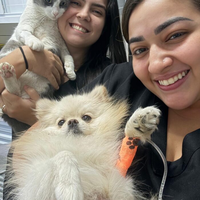 Doação de sangue em animais: um ato de amor que salva-vidas