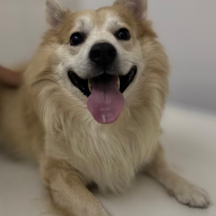Quimioterapia para pets