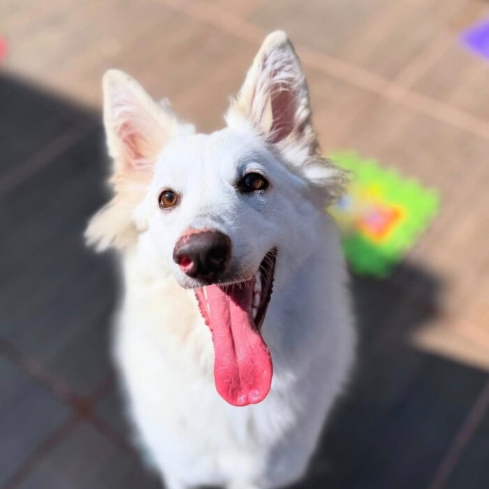 Conheça os principais cuidados com pets no verão!