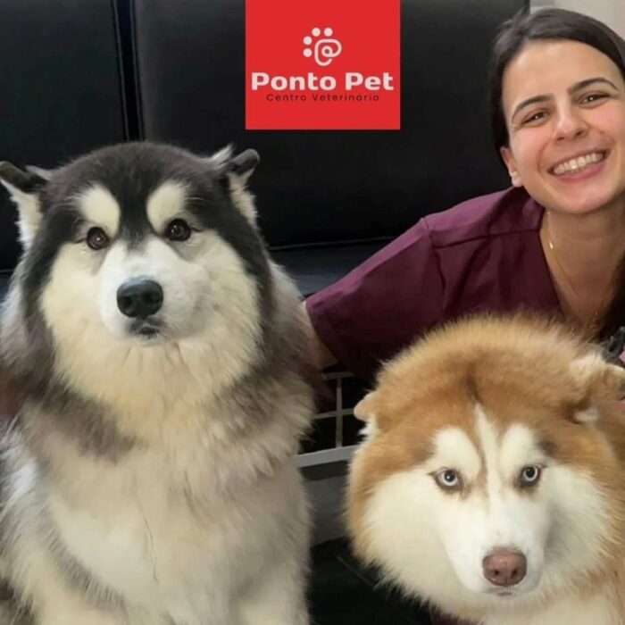 Conheça as problemáticas e os tratamentos para a obesidade em pets!