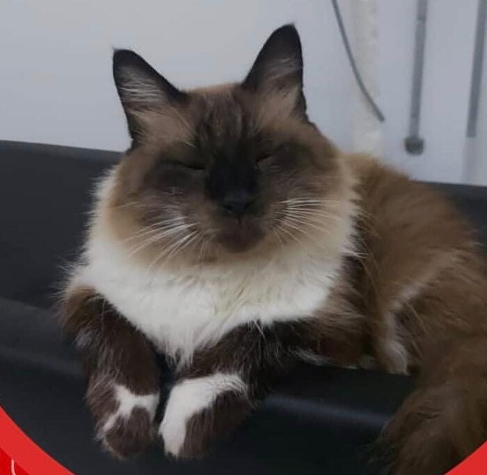 Confira dicas para ajudar o seu pet obeso a emagrecer!