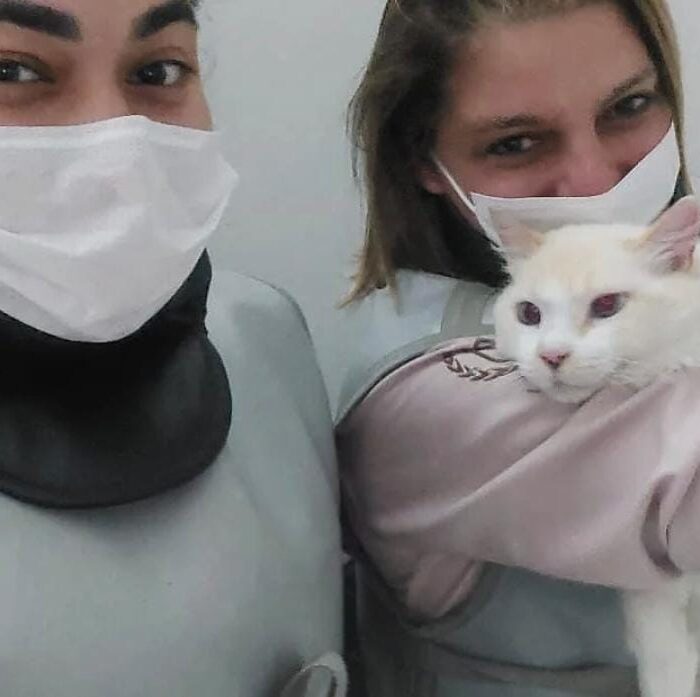 Venha com o Ponto Pet e entenda como prevenir e tratar a dermatite alérgica!